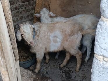 эчки бишкек: Сатам | Теке (эркек) — 6