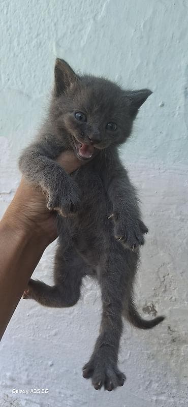коша: В Добрые руки,2 месяца котятам — 4