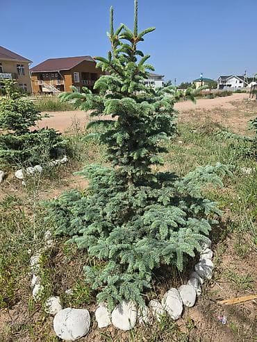 сочетание цветов в кухонной мебели: Небольшая ель канадская. Хвоя имеет голубовато-зеленый оттенок — 2