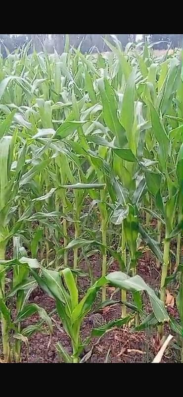 кок орук бишкек: Продаётся кукуруза 🌽 сорт колхозница для силоса обьём 1,5 гектара — 1
