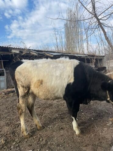 отдам породистую собаку в хорошие руки: Продаю | Бык (самец) | На откорм | Привязанные — 2