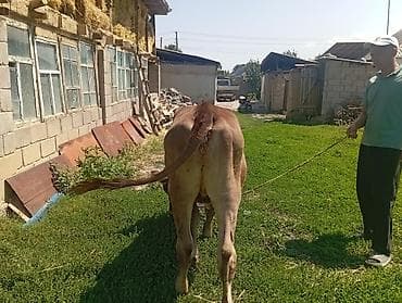 Сатам | Уй (ургаачы) | Көбөйтүү үчүн — 2