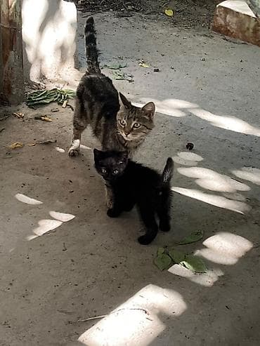 мечит: 🐾 Котята ищут добрые и любящие руки! 🐾 Отдаем очаровательных котят в — 4