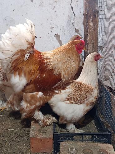 яйца индюка: Продаю | Куры | Брама | Для разведения — 9