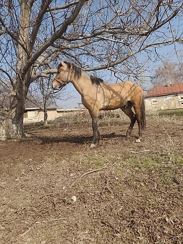 бомбейская кошка купить: Продаю | Жеребец | Рабочий — 2