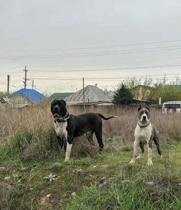 ит сабака: Вязка: Питбуль, Самец, 2 года, С прививкой — 3