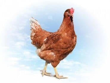 продажа домашних кур: Продаю | Куры, Петух | Домашняя | На забой, Для разведения — 2