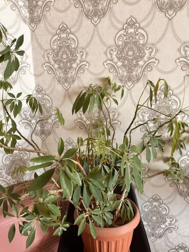 пионы саженцы: Большие Комнатные растения 
Каждый по 1000с — 3