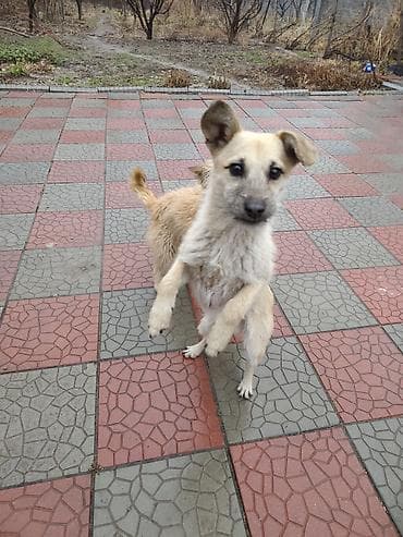 голубая вислоухая кошка: 7 месяцев, Самец — 6