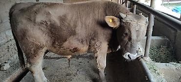 Аквариумы: Продаю | Корова (самка) | На забой | Не стельные — 5