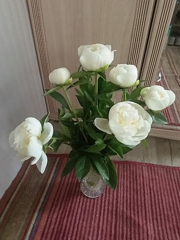 торф для цветов: Пионы белые, со своего сада, для букетов. цена от 100с/шт — 5