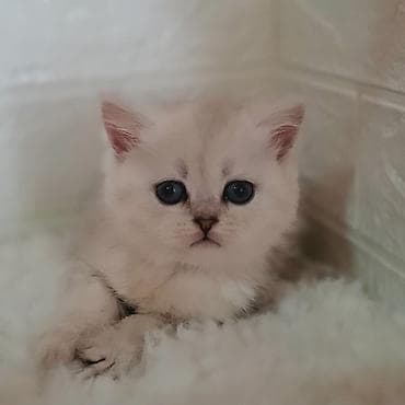 Вязка кошек: Скотиш Страйт (Шотландская прямоухая), 2 месяца, Девочка, Серебристая шиншилла, Приучена к лотку, Проглистована — 2