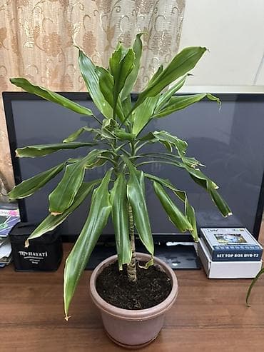 Үй жана бакча: Драцена (Dracaena fragrans, «драцена деремская») в горшке - Высота — 1