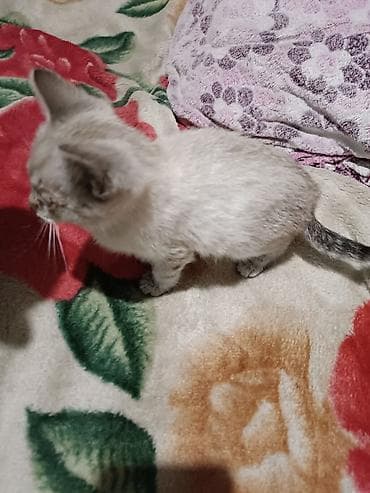 отдам даром котенка бишкек: Кошка даром: Сиамская, 1 месяц, Мальчик — 5