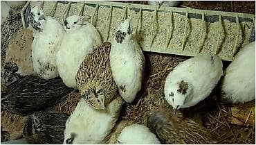 заказ рыбы: Перепёлка — 2