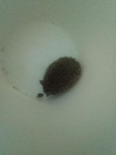 пчел пчёл: Продаю | Хряк (самец) — 1