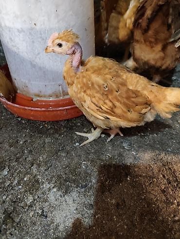 продаю кур несушек: Продаю | Цыплята | Для разведения — 1