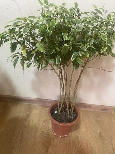 led matrix panel: Комнатные растения в горшках 1) Замиокулькас (Zamioculcas zamiifolia) — 8