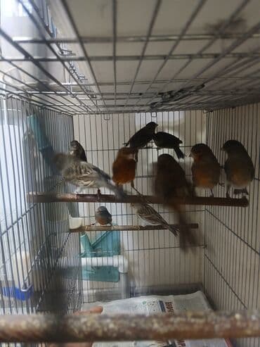 купить несушек курей: Канарейки (разные окрасы) в клетке - Вид: канарейки, несколько особей — 3