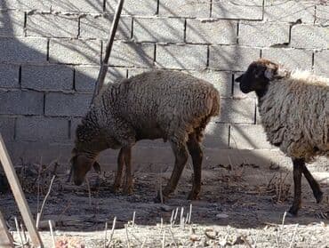наполнитель для животных: Продаю | Баран (самец) | Арашан — 2