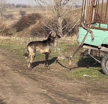 беговая дорожка для собак: 1 год, Самец — 4