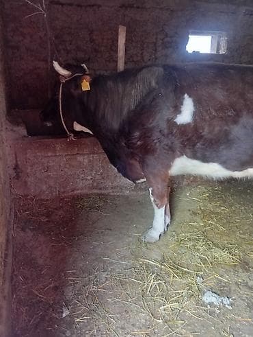 молоко осла: Продаю | Корова (самка) | Для молока | Привязанные — 6