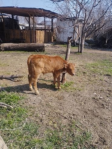 аулиекольская порода крс цена: Продаю | Музоо, торпок — 1