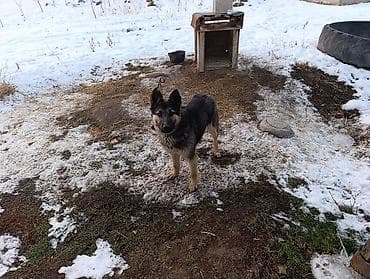 пушистая собака: Немецкая овчарка смешаная 10 Айлык — 2