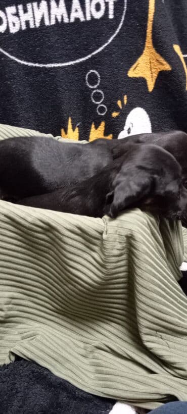 купить собаку в бишкеке: Такса, 2 месяца, Самец, С родословной — 4