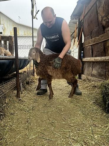 сельскохозяйственные животные продажа: Продаю | Баран (самец) | Арашан | Для разведения | Племенные — 8