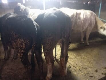 Продаю | Бык (самец) | Полукровка | На откорм