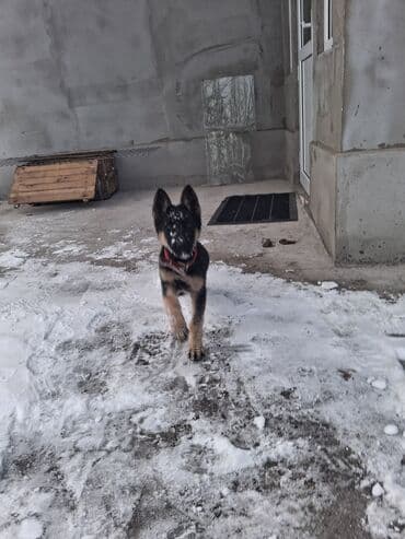 щенки немецкого ягдтерьера: Немецкая овчарка, 4 месяца, Самец, С прививкой — 5