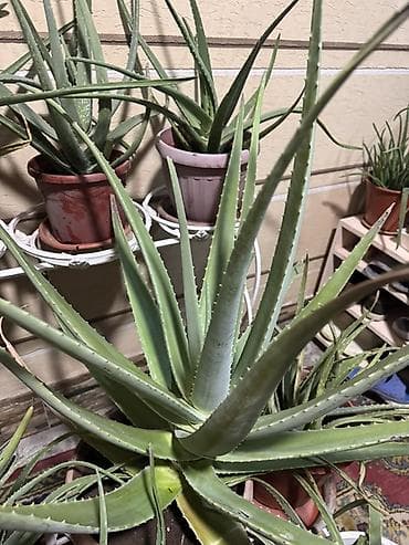 себе: Алоэ вера (Aloe vera) в горшках - Живые растения с мясистыми зелёными — 2