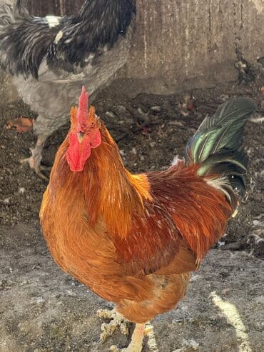 усыпление животных бишкек: Продаем домашних петухов 🐓 — 6