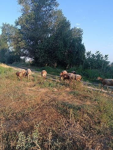 узи для животных бишкек: Продаю | Овца (самка) | Для разведения | Матка — 2