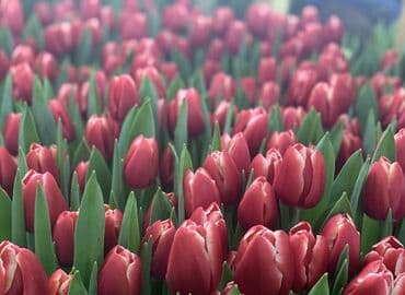 тюльпан оптом бишкек: Принимаем заказы на луковицу тюльпана, гиацинта, крокуса — 27