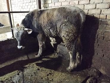 купить барашку: Продаю | Бык (самец) | На откорм | Племенные — 2