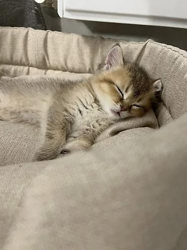 Скотиш Фолд (Шотландская вислоухая), 2 месяца, Мальчик, Приучена к лотку, Проглистована, С документами — 3