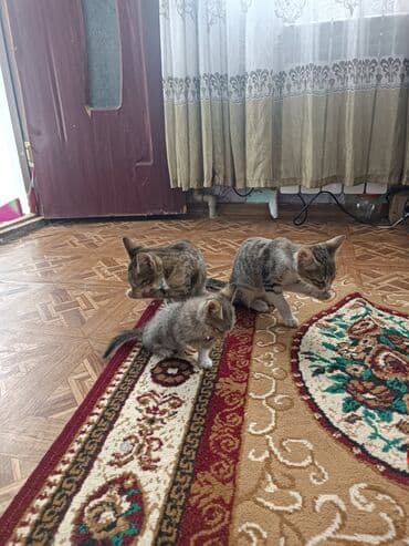 продаю кошек: Котята табби окраса - На фото — несколько короткошерстных котят с — 3