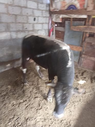 Продаю | Бык (самец)