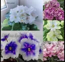 мебельный лист: Продаю фиалки! Срезанный лист 30 сом! Коллекция из 35сортов продам — 10