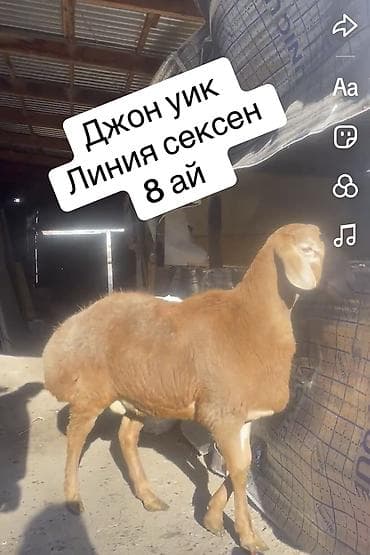 Продаю | Баран (самец), Ягненок | Арашан | Для разведения | Осеменитель