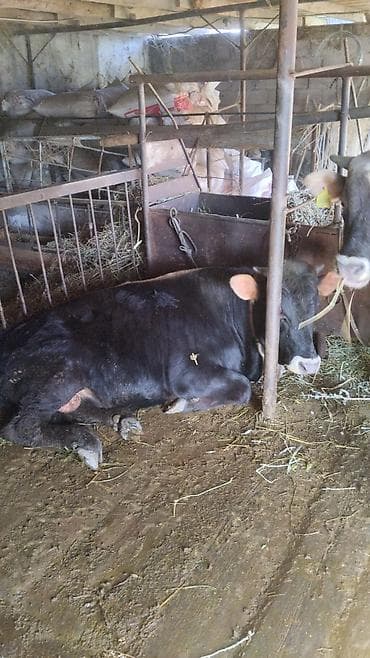 ангус бычок: Продаю | Бык (самец) | На откорм | Племенные — 3