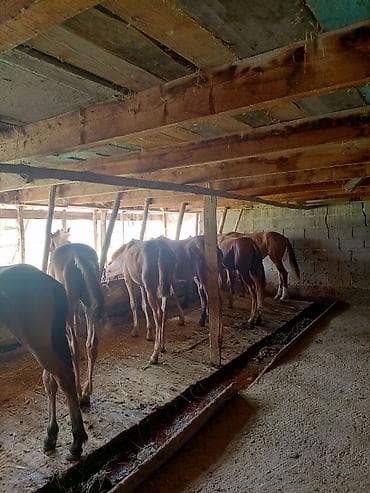 кошка джалал абад: Продаю | Кобыла (самка) | На забой, Для разведения — 1