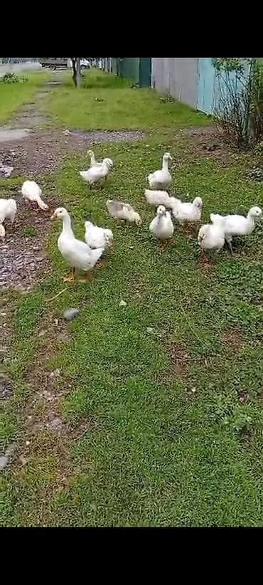 купить курей: Гусята - Молодые гусята белых и серых окрасов, разновозрастные — 1