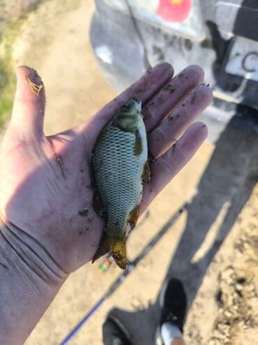 прикормочный кораблик с gps: Малёк Амур толстолобик карп сазан — 2