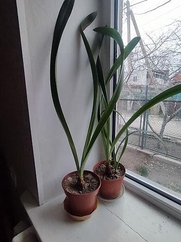 Отдам даром: Амаралис красный в данное время не цветет Любой на 4 кг сахара — 2