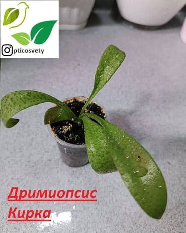 цветы оптом для бизнеса бишкек: Продаю комнатные цветы в ассортименте: Дримиопсис. Маранта Мостера — 9