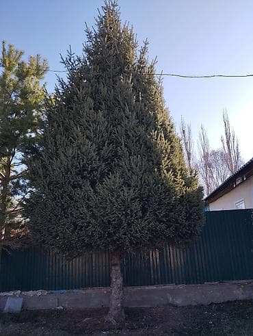 строительные лестницы: Ель (садовое дерево) - Порода: ель/еловое дерево с плотной — 1