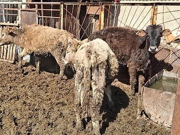 Сатам | Музоо | Аргын | Бордоп семиртүү үчүн — 6